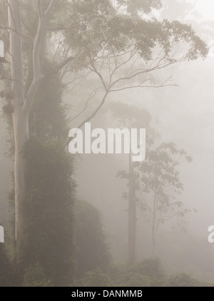 Grande forêt d'eucalyptus enveloppé de brume matinale, Watagans National Park, NSW, Australie Banque D'Images