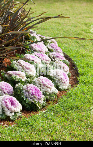 Blanc et violet chefs de kale ornementales dans un lit de jardin. Banque D'Images