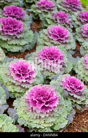 Chefs de violet dans un jardin ornemental kale lit. Banque D'Images