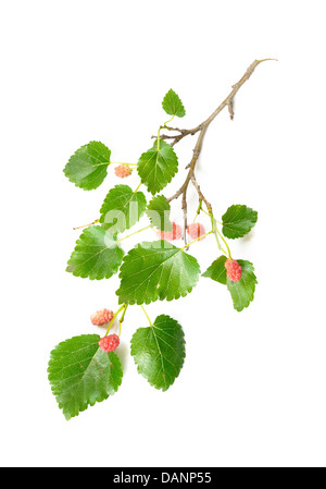 Un Mûrier branche avec feuilles vertes et de fruits rouges sur fond blanc Banque D'Images