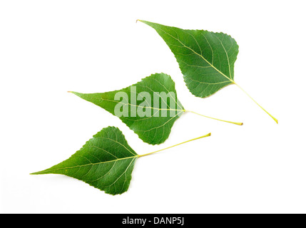 Les feuilles de peuplier noir vert sur fond blanc Banque D'Images