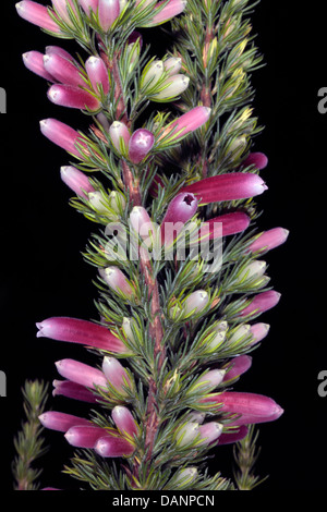 Close-up of Erica/ Heath/ Heide fleurs - famille des Ericaceae Banque D'Images