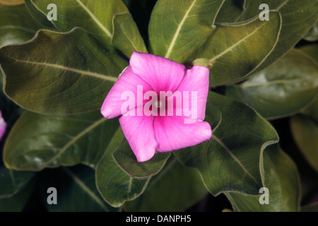 Close-up de la disparition pervenche de Madagascar Catharanthus roseus flower-- Famille Apocynaceae Banque D'Images