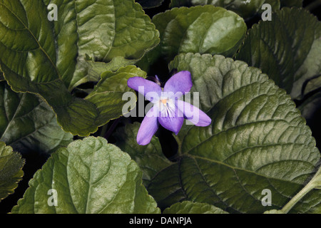 Close-up of French// commune Jardin / Bois- Violette Viola odorata - famille des Asteraceae (anciennement Composeae) Banque D'Images