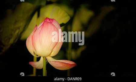 Fleur de Lotus en fleur au parc Senshu Akita, Japon, au cours de l'été Banque D'Images