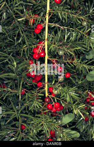 Fern Emerald/asperges/arbuste de la sétaire verte/Fruits-Asparagus Sprenger Asparagus densiflorus sprengeri A. [auparavant]-Famille Liliaceae Banque D'Images