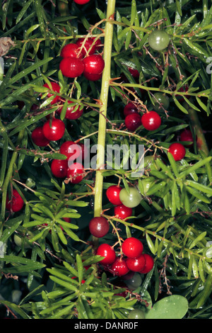 Fern Emerald/asperges/arbuste de la sétaire verte/Fruits-Asparagus Sprenger Asparagus densiflorus sprengeri A. [auparavant]-Famille Liliaceae Banque D'Images