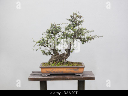 Une grande variété de plantes bonsai sont placées dans le jardin de fleurs Banque D'Images