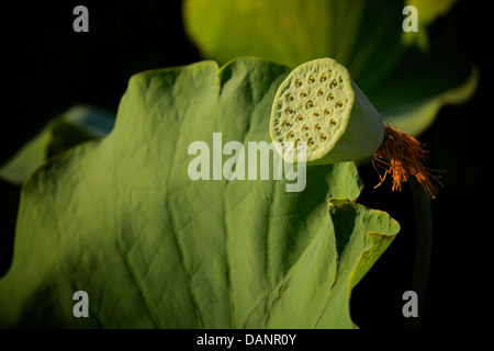 Fleur de Lotus seed pod Parc Senshu Akita, Japon, au cours de l'été Banque D'Images