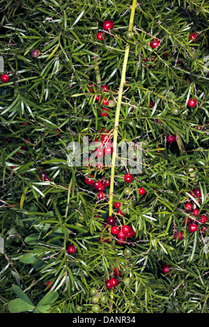 Fern Emerald/asperges/arbuste de la sétaire verte/Fruits-Asparagus Sprenger Asparagus densiflorus sprengeri A. [auparavant]-Famille Liliaceae Banque D'Images