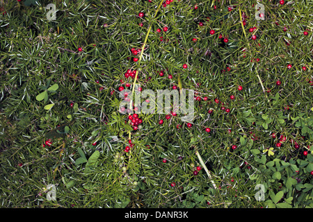 Fern Emerald/asperges/arbuste de la sétaire verte/Fruits-Asparagus Sprenger Asparagus densiflorus sprengeri A. [auparavant]-Famille Liliaceae Banque D'Images