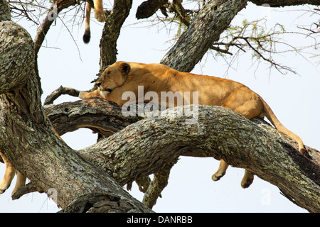 Une lionne (Panthera leo) reposant sur un arbre dans le Parc National du Serengeti, Tanzanie Banque D'Images