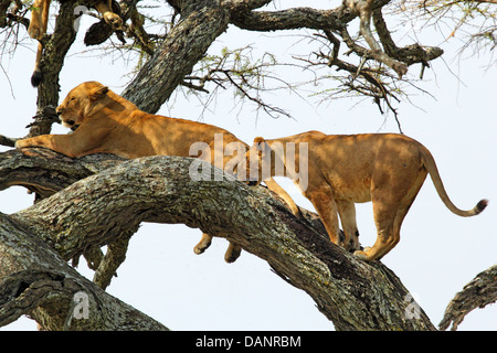 Un groupe de lionnes (Panthera leo) reposant sur un arbre dans le Parc National du Serengeti, Tanzanie Banque D'Images