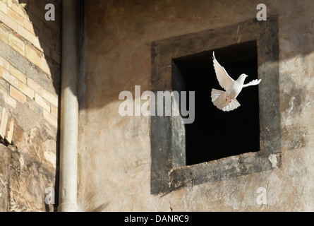 Pigeon et de détails dans les murs entre les rues du centre-ville de Palma de Majorque, Espagne Banque D'Images