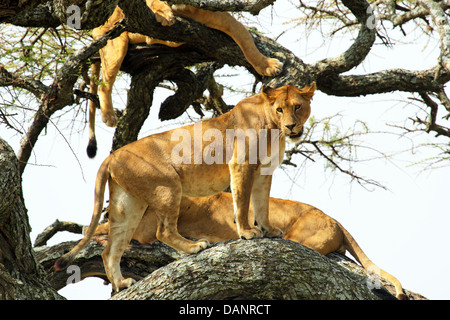 Un groupe de lionnes (Panthera leo) reposant sur un arbre dans le Parc National du Serengeti, Tanzanie Banque D'Images