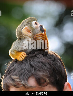 One-year-old singe écureuil Charles Darwin est assis sur la tête de l'entraîneur des animaux et favoriser mère Nicolle Mueller et suce son doigt pendant le tournage du film "Ce que veulent les animaux' du téléviseur Sat 1. boradcaster à Berlin, Allemagne, 21 juillet 2011. L'animal voitures et prend soin de plusieurs animaux à l'ensemble. Photo : Jens Kalaene Banque D'Images