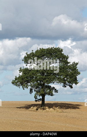 L'oak (Quercus robur) sur le champ de chaumes hersée, Nouvelle-Zélande Central Banque D'Images