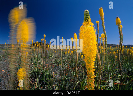 Un champ de fleurs queue du chat au Namaqualand, Afrique du Sud. Banque D'Images
