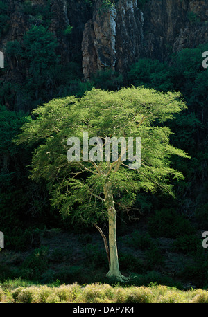 La fièvre d'un arbre au bord de la rivière Shingwedzi, au Mozambique. Banque D'Images