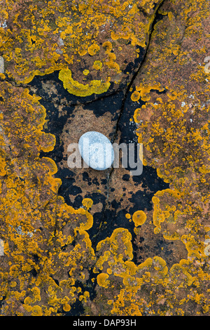 Caillou et Lichen rock pattern. La côte de Northumberland, Angleterre Banque D'Images
