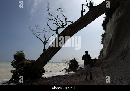 Les gens marchent autour de la falaises de craie sur l'île de Rugia in Sassnitz, Allemagne, 4 août 2011. Après des semaines de forte pluie le domaine dans le parc national de Jasmund est en danger d'autres glissements de terrain. Promenades sur le pied des falaises sont sont dangereux pour le moment. Le week-end d'avant, plusieurs glissements de terrain s'est produite. Photo : BERND WUESTNECK Banque D'Images
