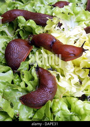 (Afp) - Un fichier photo datée du 08 août 2002 est rouge-brun les limaces manger laitue dans un jardin à Leipzig, en Allemagne. Cette année, l'été humide a créé des conditions idéales pour les limaces et ce sont pris le relais dans les jardins de l'Allemagne. Photo : Waltraud Grubitzsch Banque D'Images