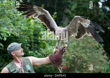 Une steppe Eagle est assis sur la main de Falconer Dieter Betz au parc d'oiseau de proie dans MILO, Allemagne, 03 août 2011. Il y a environ 2000 fauconniers qui former, de soins et de chasse avec leurs oiseaux, en Allemagne aujourd'hui. Photo : Armin Weigel Banque D'Images