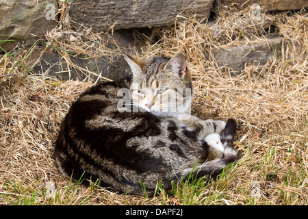 Chat tigré farniente au soleil. Banque D'Images