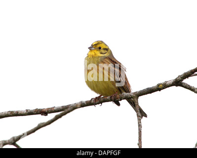 Close-up of a male Yellowhammer (Emberiza citrinella) posant sur une branche Banque D'Images
