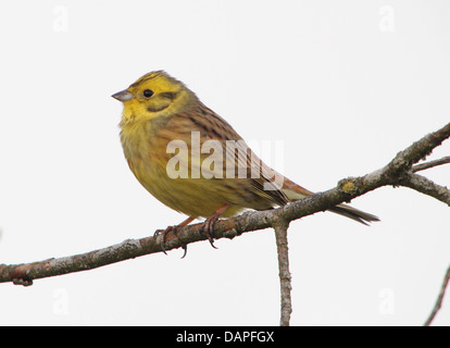 Close-up of a male Yellowhammer (Emberiza citrinella) posant sur une branche Banque D'Images