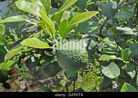 L'usine d'orange avec des fruits Banque D'Images