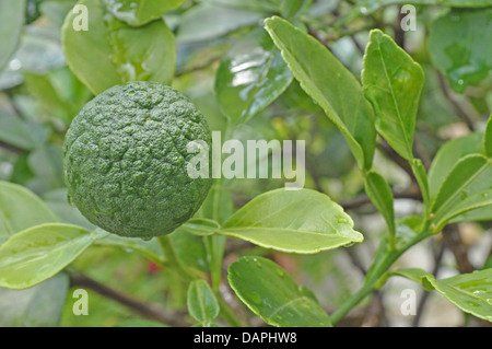 L'usine d'agrumes avec des fruits Banque D'Images