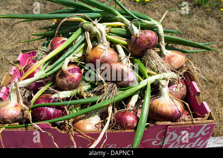 Devon, Angleterre. 12 juillet 2013. Une boîte de fraîchement cueilli, oignons rouges cultivés. Banque D'Images