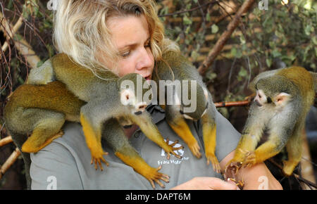 Zookeeper Cornelia Hofmann rss 30 singes écureuils animé à l'intérieur rénové composé au zoo de Halle, Allemagne, 25 août 2011. Avec une taille de 1 000 mètres carrés, le zoo a le plus grand singe écureuil composé dans l'Europe et, depuis 1993, plus de 250 les singes écureuils ont été né à Halle. Maintenant, une majorité de ces singes vit dans les zoos en Ecosse, France, Austr Banque D'Images