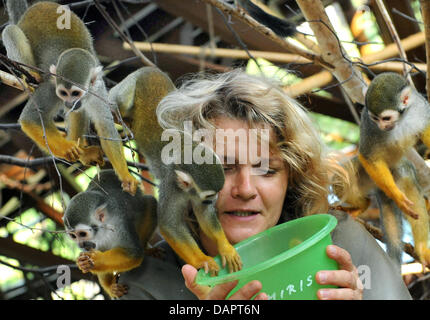 Zookeeper Cornelia Hofmann rss 30 singes écureuils animé à l'intérieur rénové composé au zoo de Halle, Allemagne, 25 août 2011. Avec une taille de 1 000 mètres carrés, le zoo a le plus grand singe écureuil composé dans l'Europe et, depuis 1993, plus de 250 les singes écureuils ont été né à Halle. Maintenant, une majorité de ces singes vit dans les zoos en Ecosse, France, Austr Banque D'Images