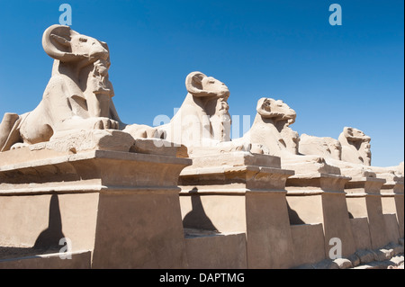 L'Avenue des sphinx à tête de bélier, Karnak Temple Complex, Egypte, l'Afrique Banque D'Images