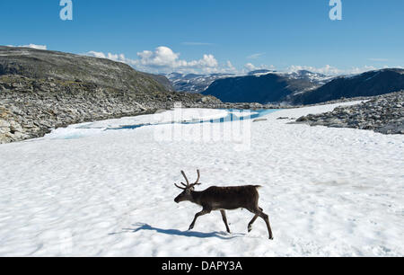 Un renne sauvage est vue sur le sommet de la calotte glaciaire de Dalsnibba près du Geirangerfjord, Norvège, 30 juillet 2011. Le chemin vous mènera de Nibbevegen Djupvass-hut à 1039 m au-dessus du niveau de la mer, vers le point de vue de Dalsnibba, qui est à environ 1500 m au-dessus du niveau de la mer. L'excursion au sommet offre une vue magnifique sur le paysage, les montagnes et la neige des fjords. Photo : Patri Banque D'Images
