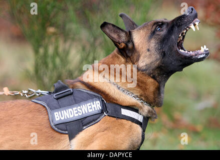 Fichier - une archive photo datée du 04 novembre 2008 montre un berger belge qui porte ses dents à l'école service des chiens en Bollendorf, Allemagne. L'utilisation des bergers allemands en allemand la police et les militaires est menacée par la contre-partie, ce qui est considéré comme plus rapide et moins cher. Photo : Thomas Frey Banque D'Images