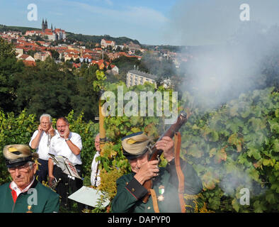 Il faut entendre par le "coup de la vendange de l' club de tir la coopérative vinicole de Saxe Meissen s'ouvre cette année, la récolte de raisin à l'Fuerstenberg près de Meissen, Allemagne, 06 septembre 2011. Cette année, les vendanges se caractérise par l 'anniversaire de 850 ans de culture du raisin en Saxe'. Photo : MATTHIAS HIEKEL Banque D'Images