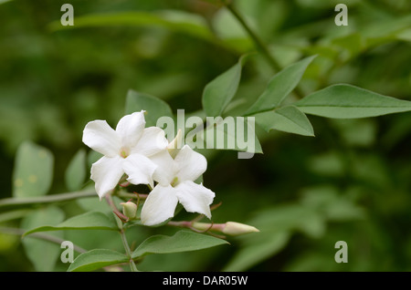Fleurs de jasmin blanc lumineux suspendus sur une branche séparée du contexte en soleil pommelé Banque D'Images
