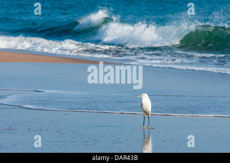 Photographie d'un jeune Héron garde-boeuf debout sur le sable de la rivière Ter en Catalogne, Espagne. Banque D'Images