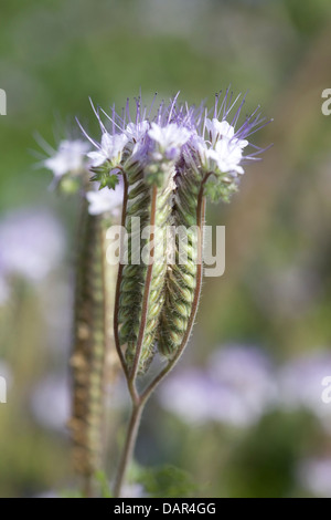 Phacelia tanacetifolia phacélie désherbage Scorpion Banque D'Images