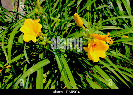 Plante appelée aussi la floraison de la JONQUILLE Narcissus est une vivace bulbeuse et viennent dans diverses couleurs. Banque D'Images