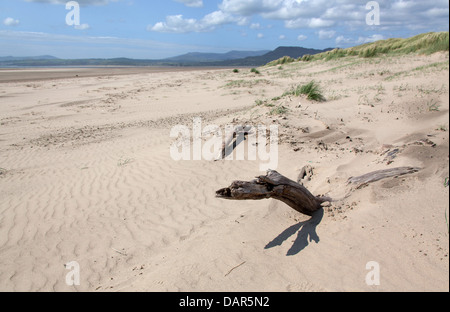 Ville de Harlech, Pays de Galles. Vue paisible pittoresque de bois flotté sur la partie nord de Harlech Beach. Banque D'Images