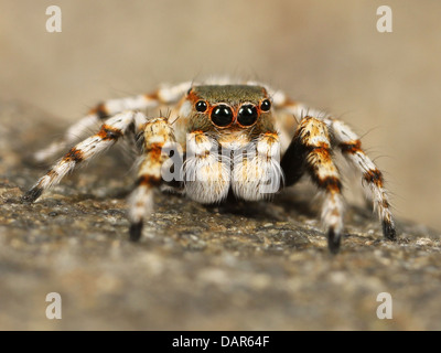 Gros plan d'une araignée sautante dans son habitat naturel extérieur. L'image capture les détails complexes du corps de l'araignée, soulignant sa capacité de sauter, et son rôle dans la nature en tant qu'insecte prédateur. Banque D'Images