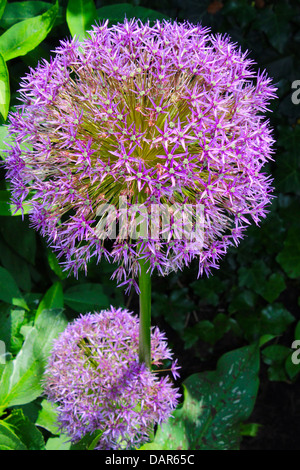 Globe thistle fleurs arrivent en blanc ou violet et est une plante vivace. Banque D'Images