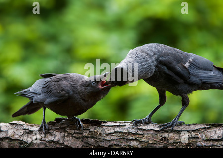 Western Jackdaw Choucas / européenne (Corvus monedula / Coloeus monedula) alimentation adultes jeunes mendier de la nourriture on tree branch Banque D'Images