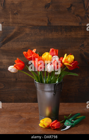 Tulipes en metal avec clippers Banque D'Images
