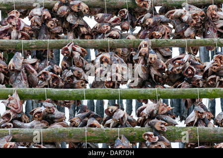 La morue (Gadus morhua) séchage comme stockfish sur racks en bois / hjell de vendre le poisson séché, Lofoten, Norvège, Scandinavie Banque D'Images