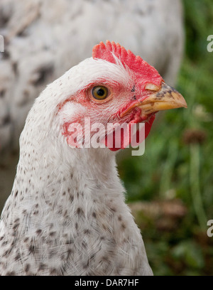 Poulets de paître sur les pâturages biologiques et vivent dans des enclos les protéger des prédateurs, la lumière directe du soleil, et le vent à Nick's Organic Farm en Juillet 12, 2013 à Adamstown, MD. Banque D'Images